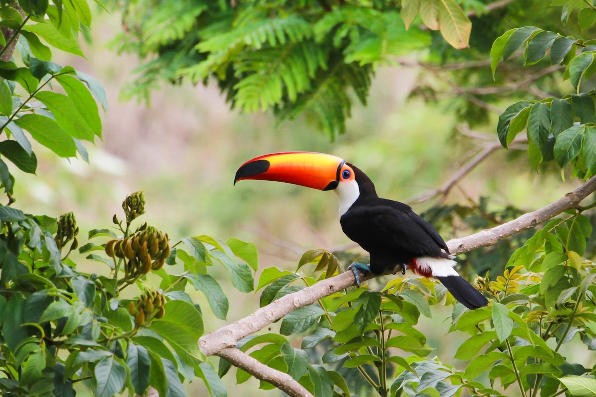 Toco Toucan - ML39355411