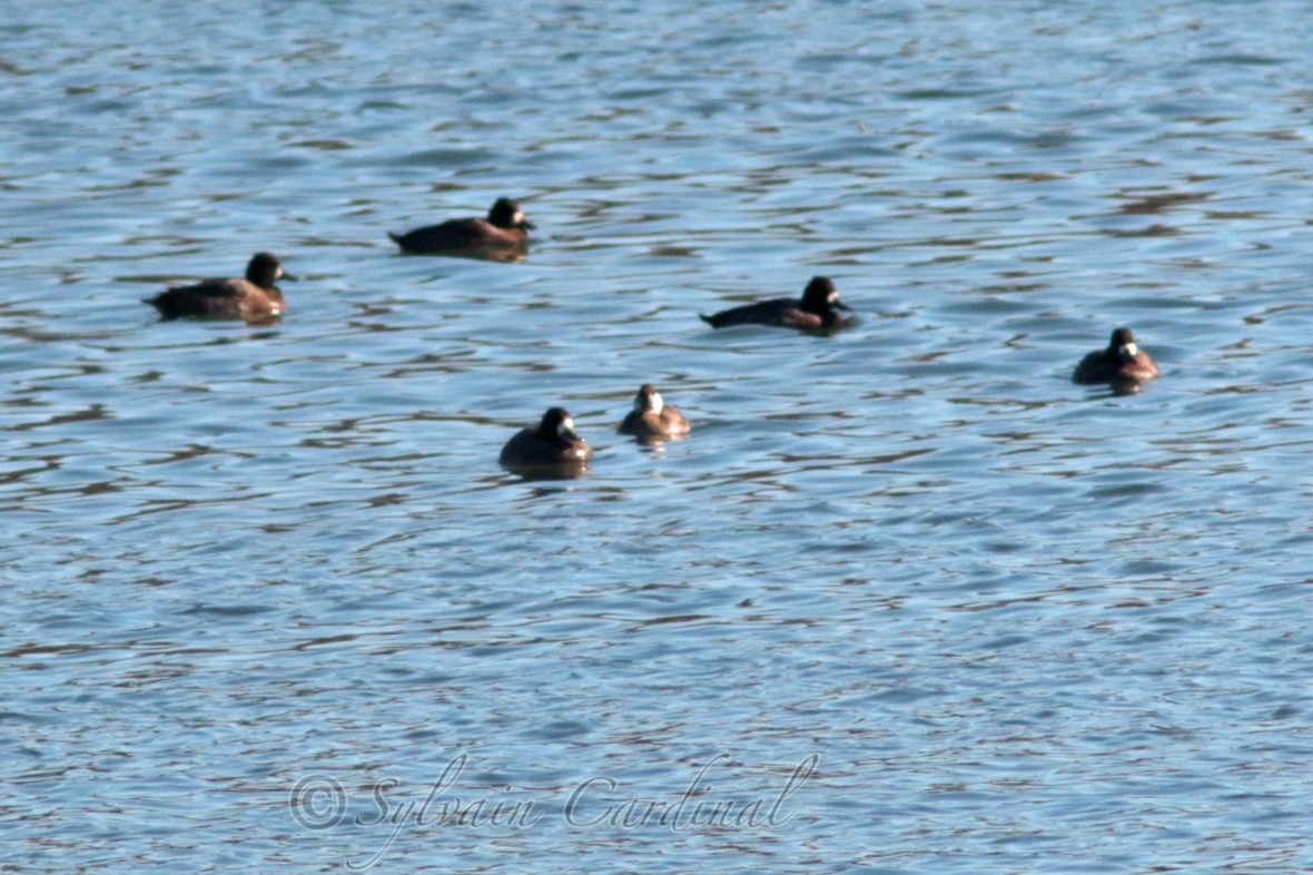 Ruddy Duck - ML39355421