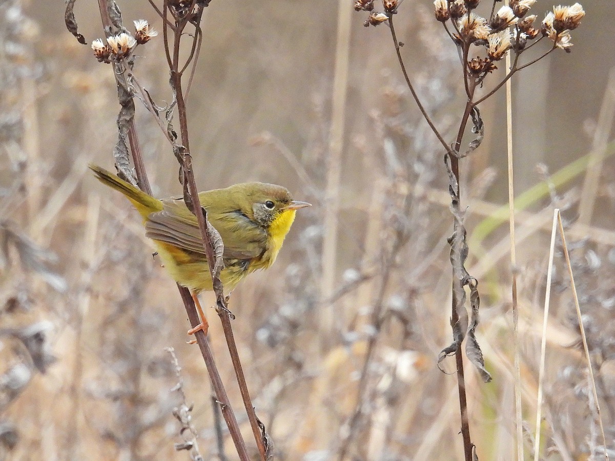 Common Yellowthroat - ML393554741