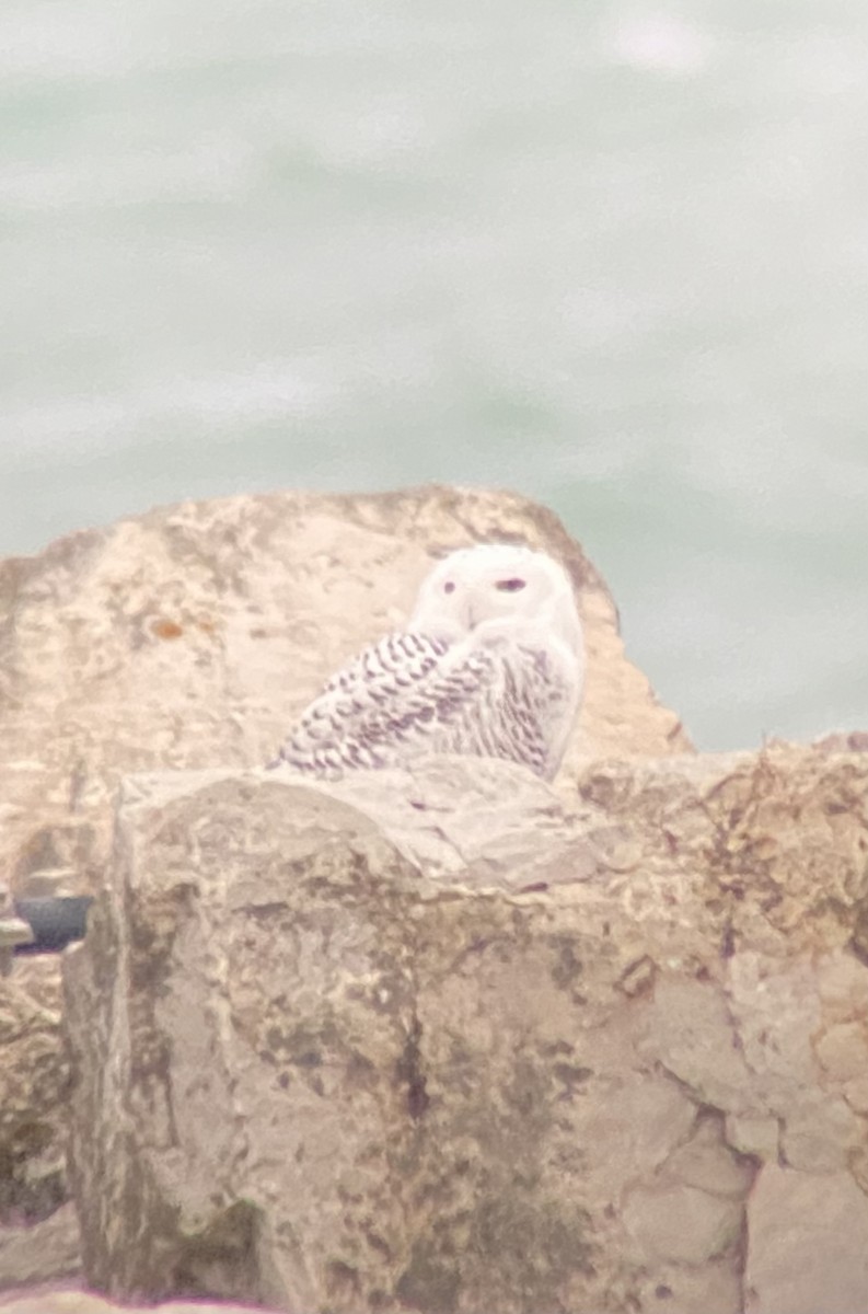 Snowy Owl - ML393555231