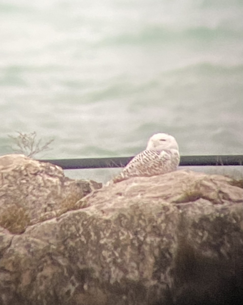 Snowy Owl - ML393555271