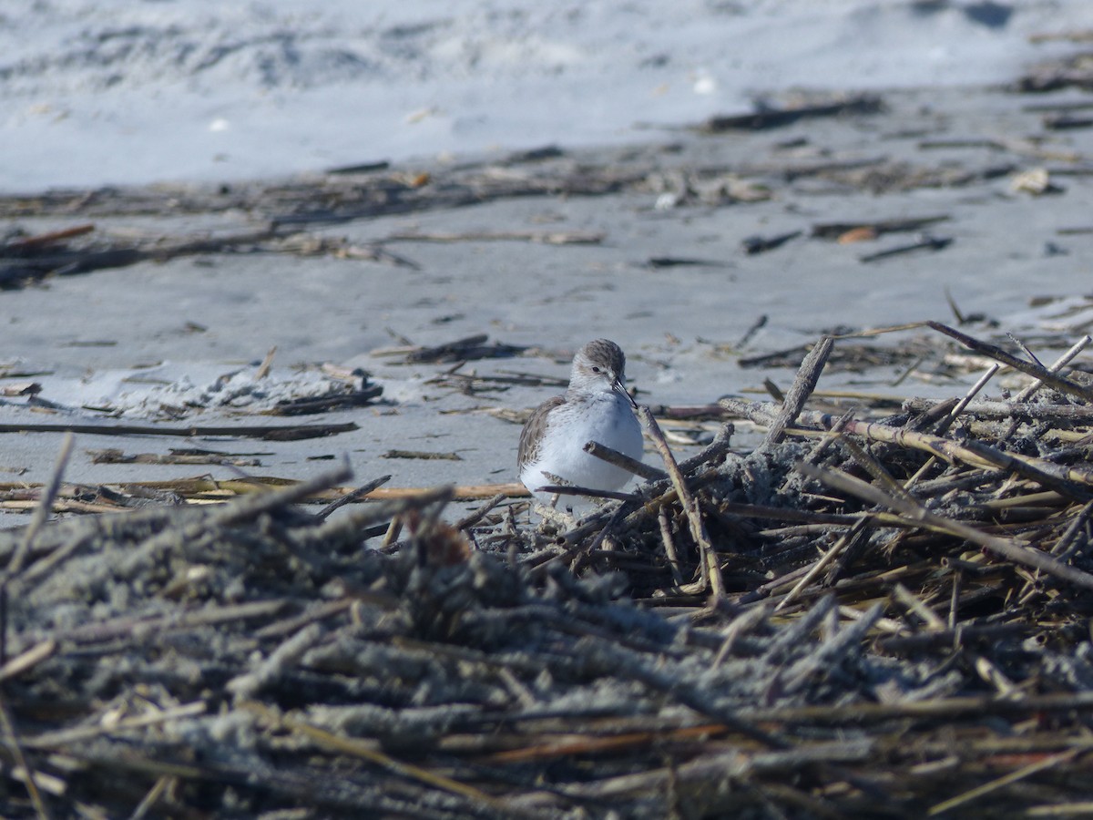 Western Sandpiper - Cooper Rains