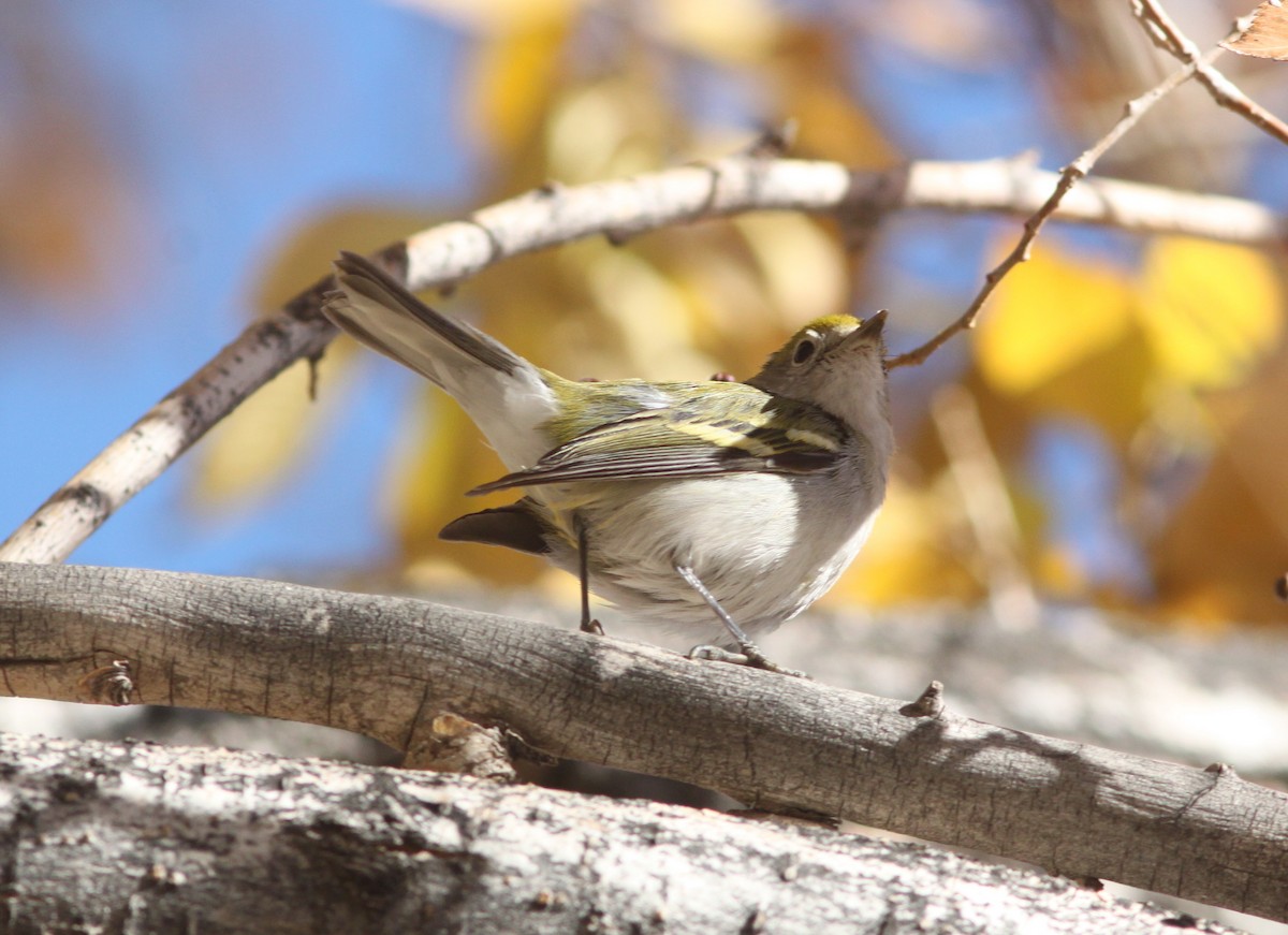 Chestnut-sided Warbler - ML393556051