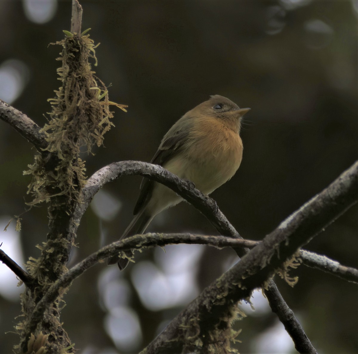 Tufted Flycatcher - ML393556521