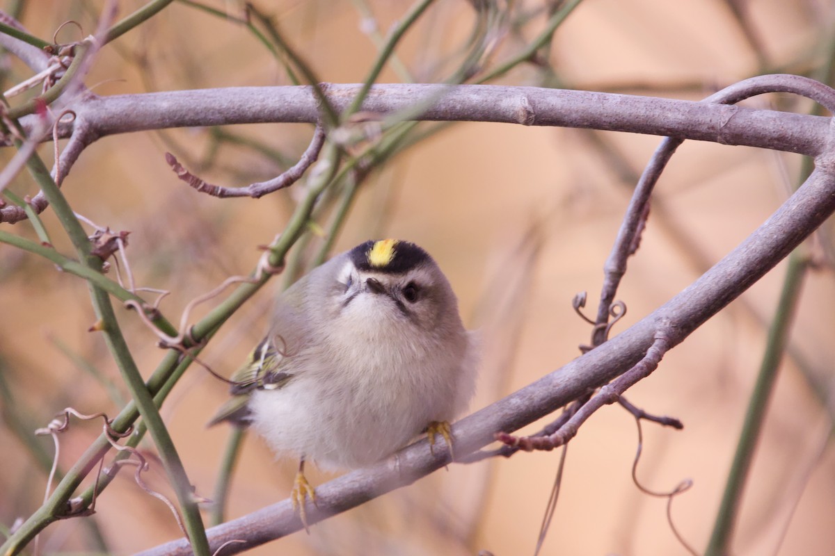 Golden-crowned Kinglet - ML393562841