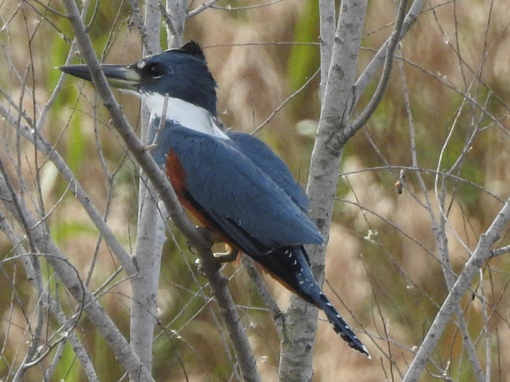 Ringed Kingfisher - ML393562851