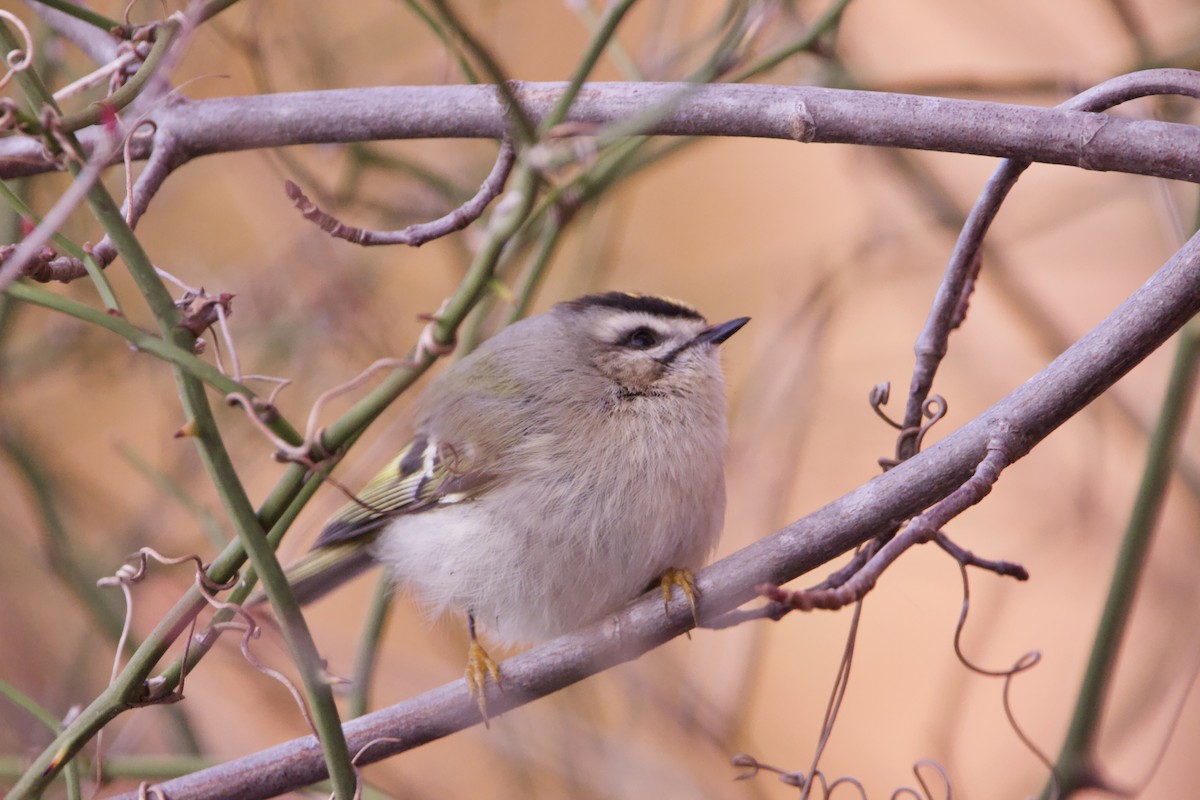 Golden-crowned Kinglet - ML393562861