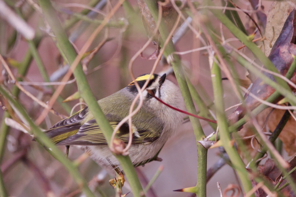 Golden-crowned Kinglet - Patrick Colbert Muetterties