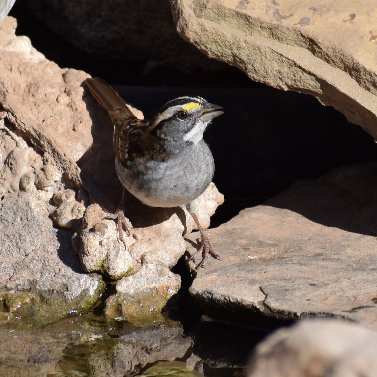 White-throated Sparrow - ML393563021