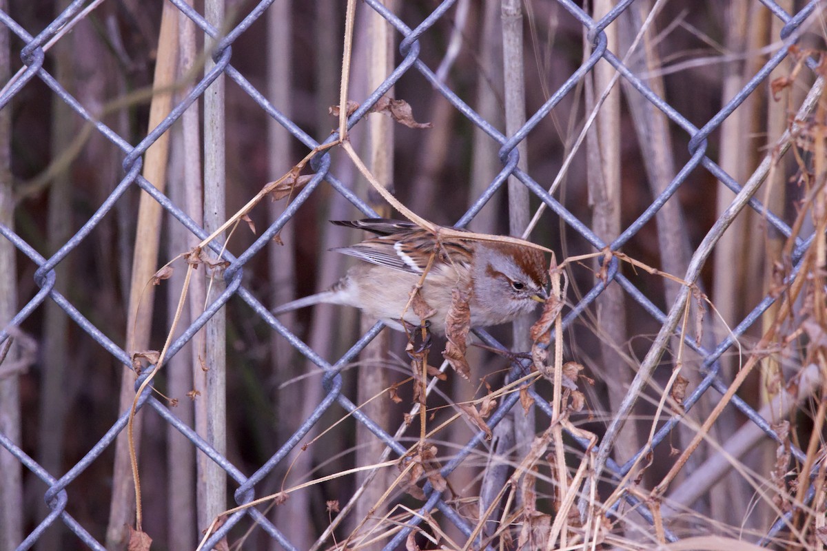 American Tree Sparrow - ML393563061