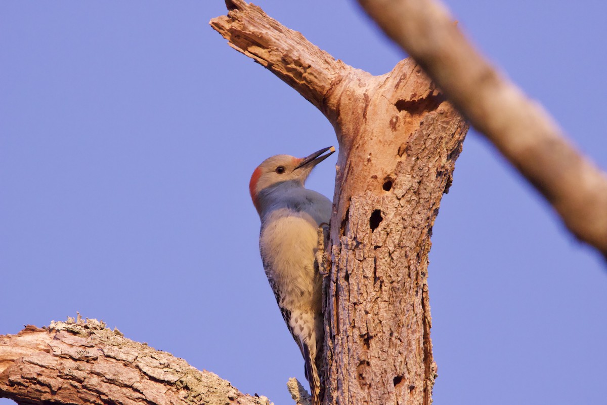 Red-bellied Woodpecker - Patrick Colbert Muetterties