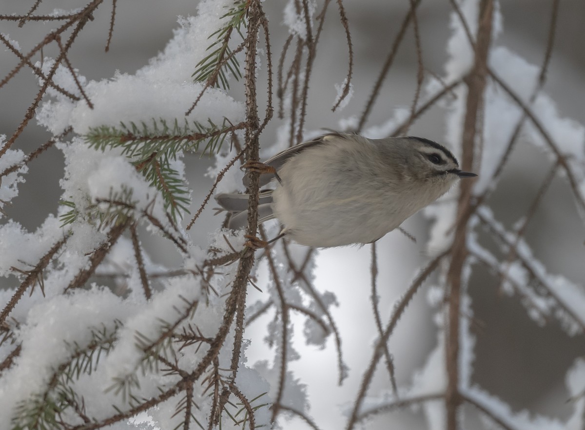 Golden-crowned Kinglet - thomas berriman