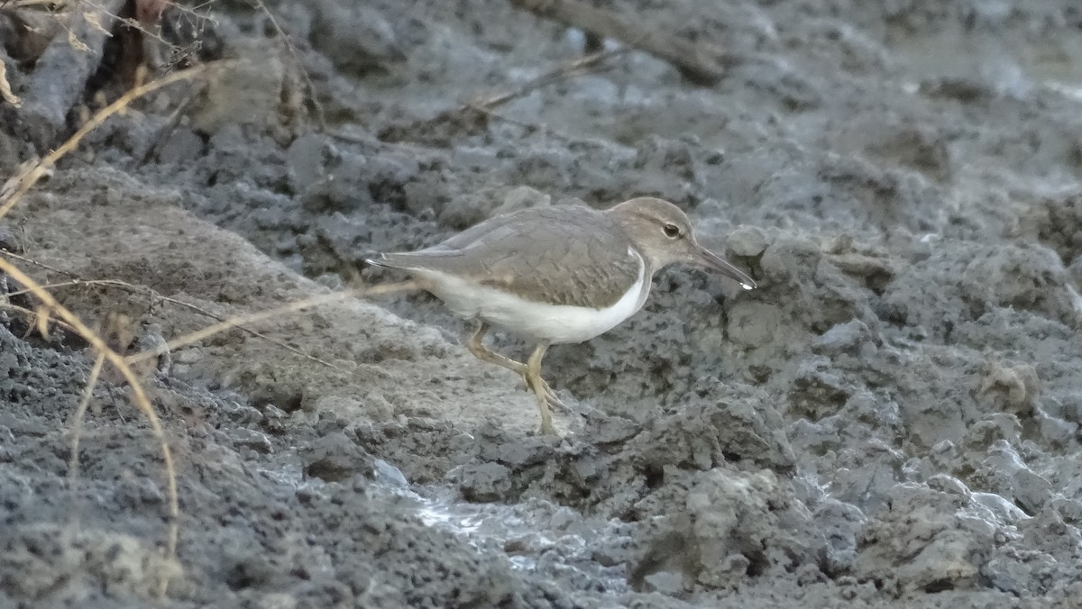 Spotted Sandpiper - Diego Ramírez