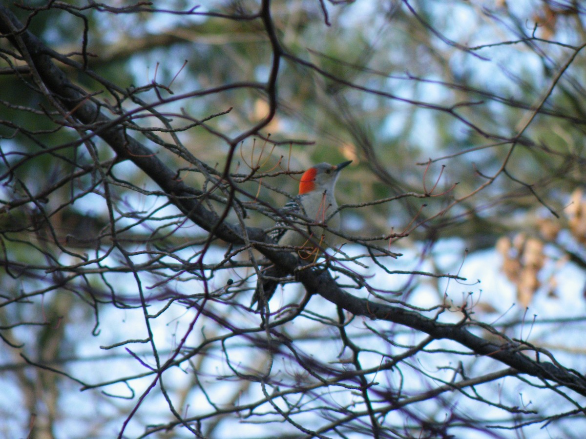 Red-bellied Woodpecker - Thomas Sudol