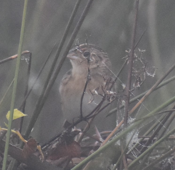 Grasshopper Sparrow - ML393564691