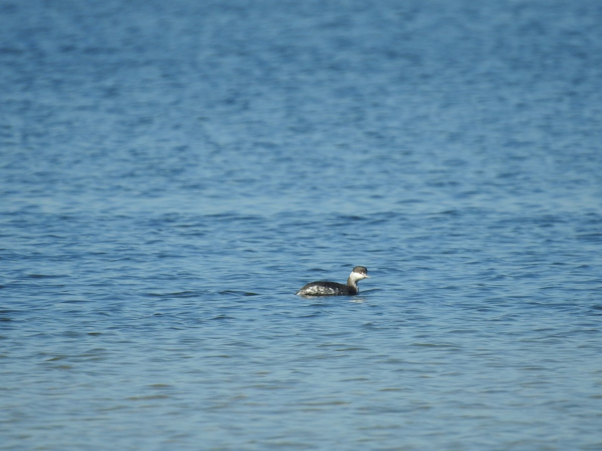 Horned Grebe - Meghan Frey