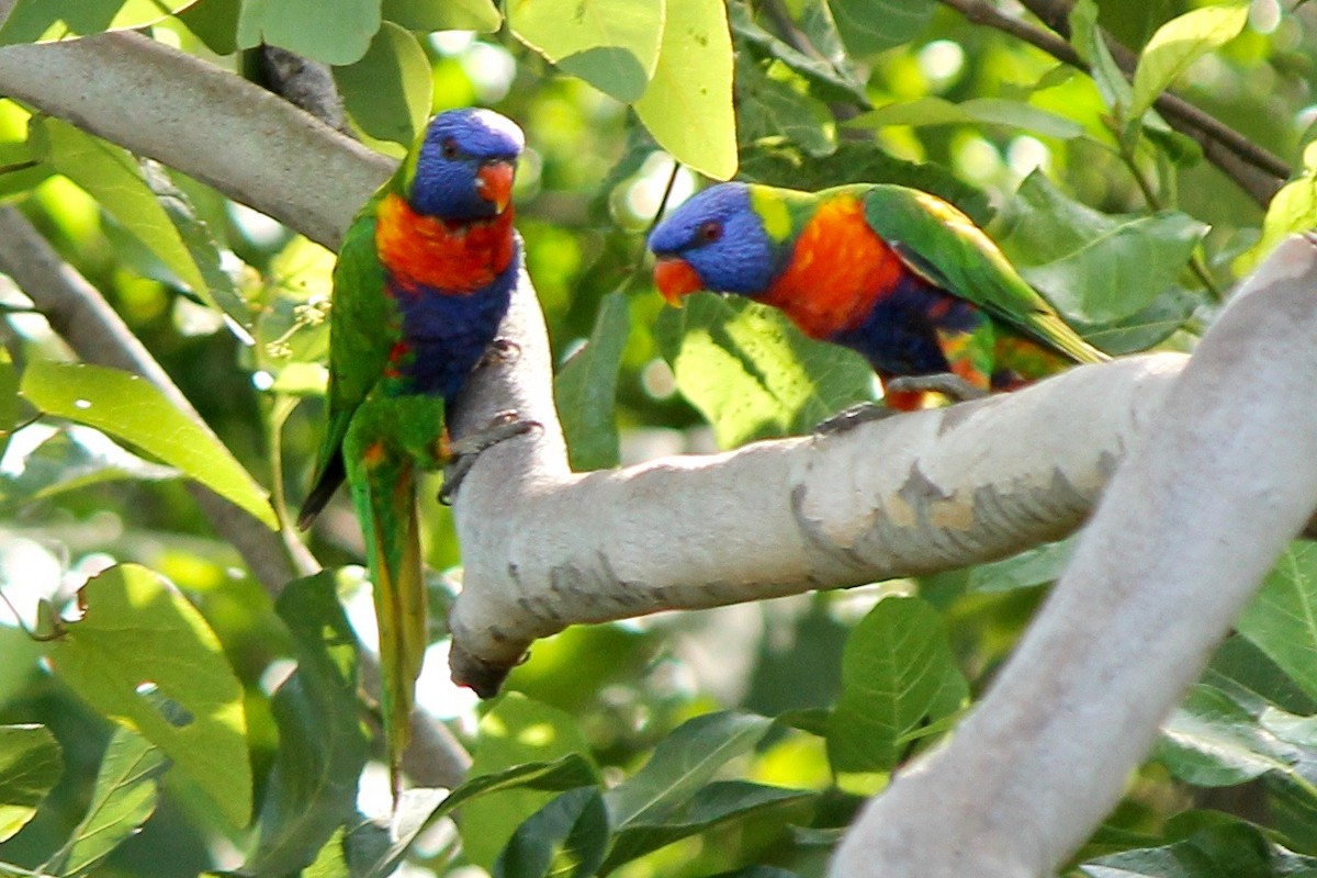 Rainbow Lorikeet - ML39356591