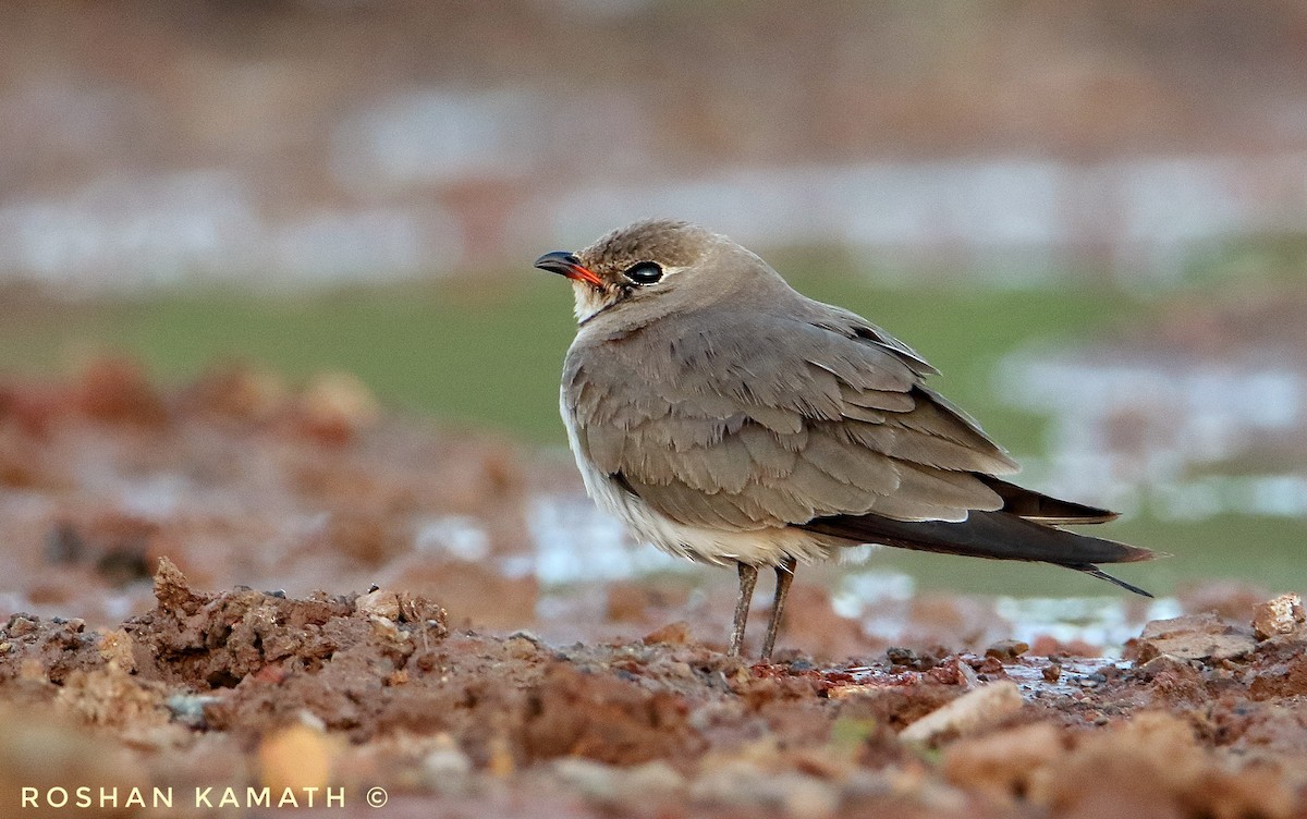 Collared Pratincole - ML393565941