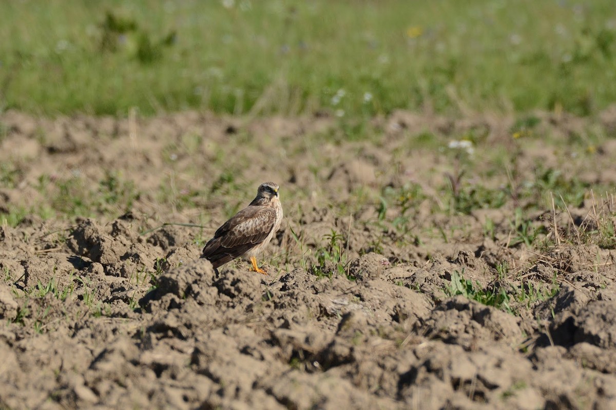 Montagu's Harrier - ML393566911