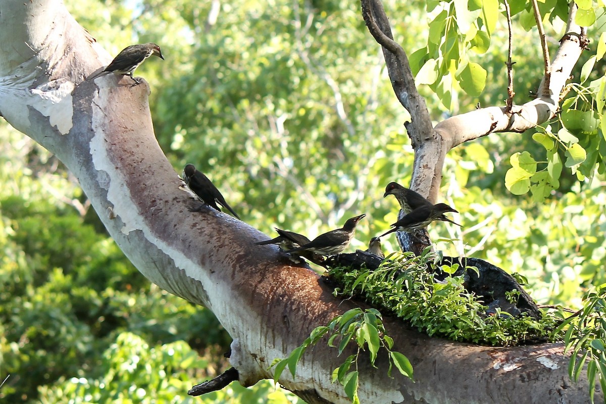 Metallic Starling - ML39356761