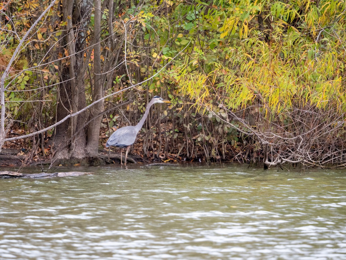 Great Blue Heron - Laurie Foss