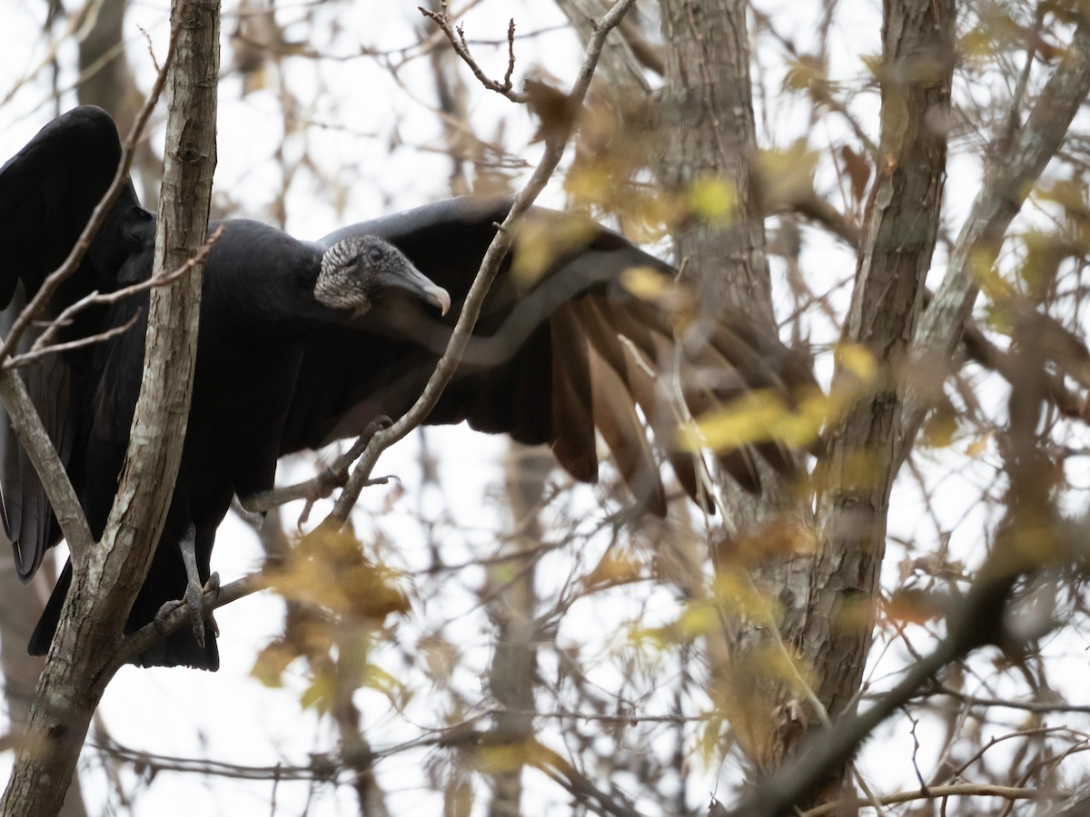 Black Vulture - Laurie Foss