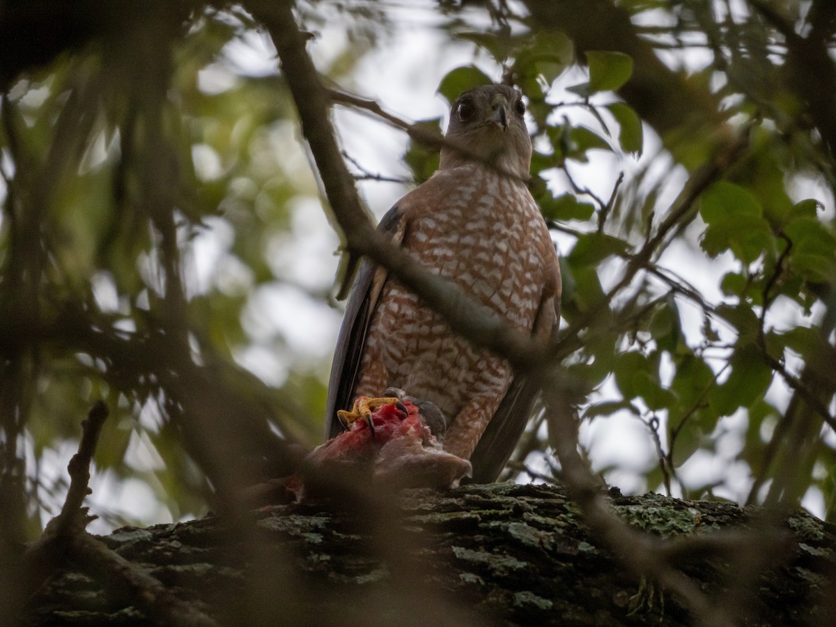 Cooper's Hawk - Laurie Foss