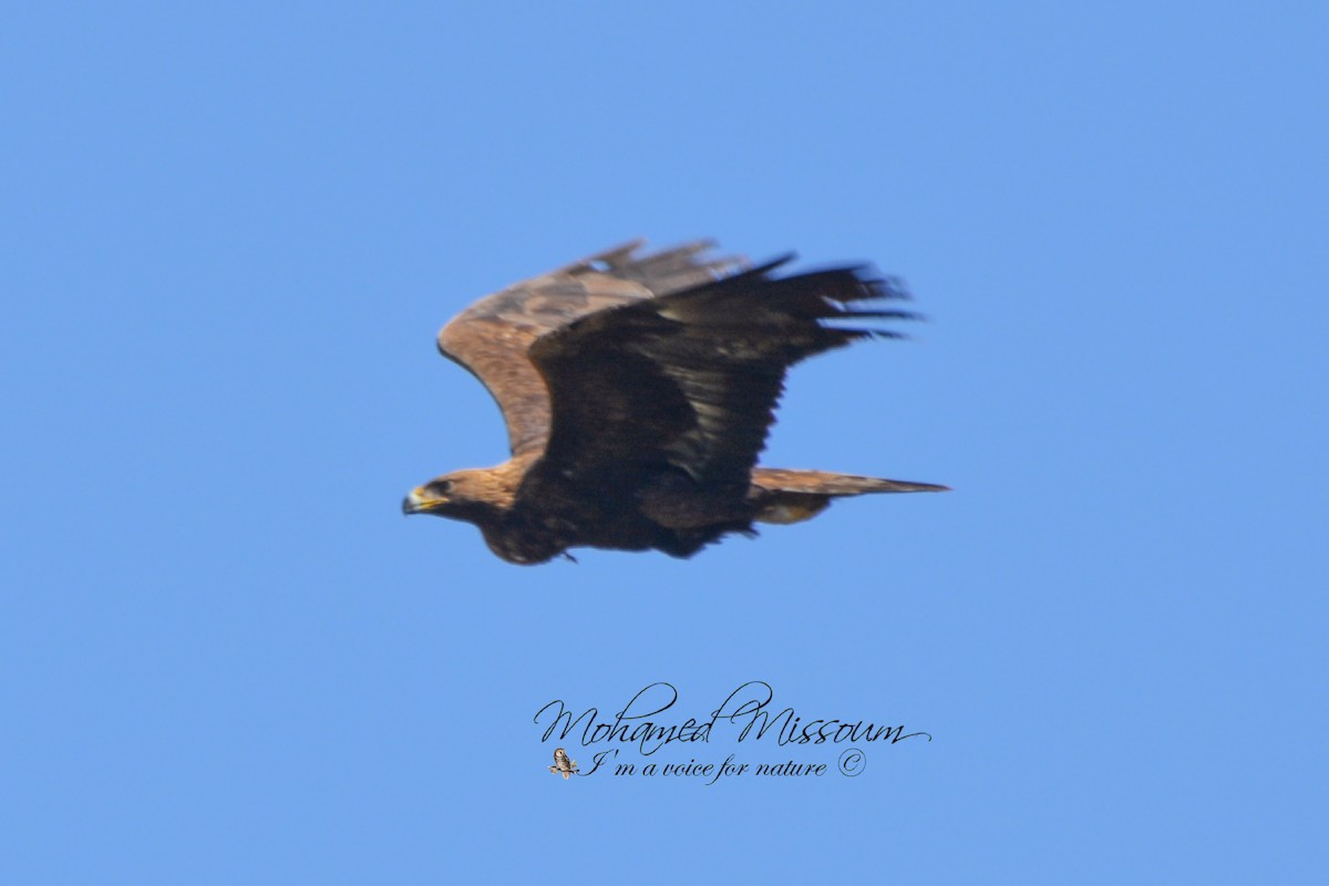 Golden Eagle - Mohamed Missoum