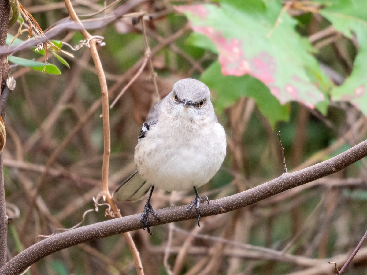 Northern Mockingbird - Laurie Foss