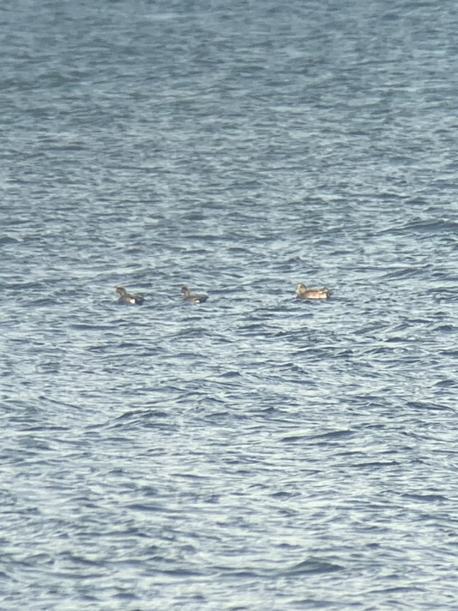 American Wigeon - ML393573251