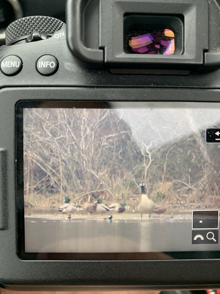 Hooded Merganser - ML393573841