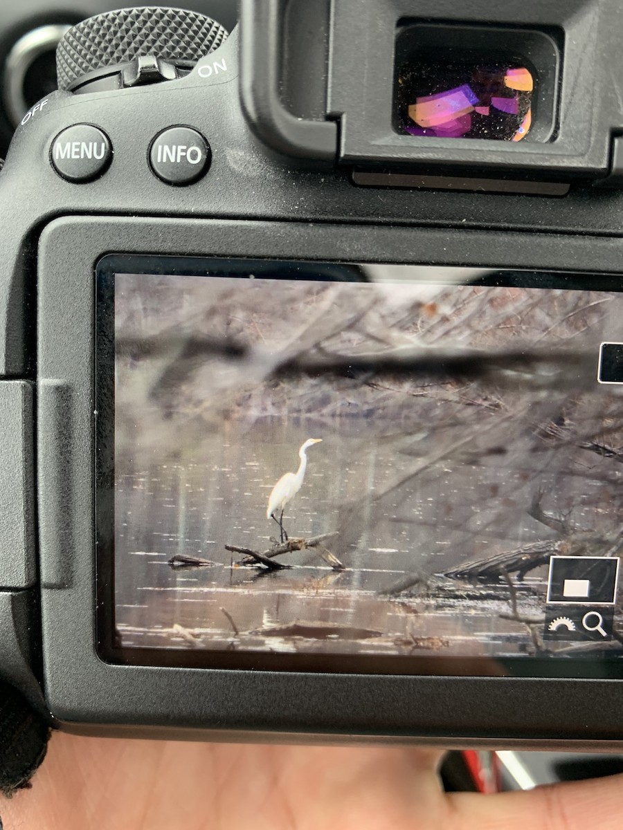 Great Egret - ML393574081