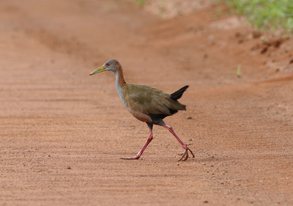 Giant Wood-Rail - ML393575371