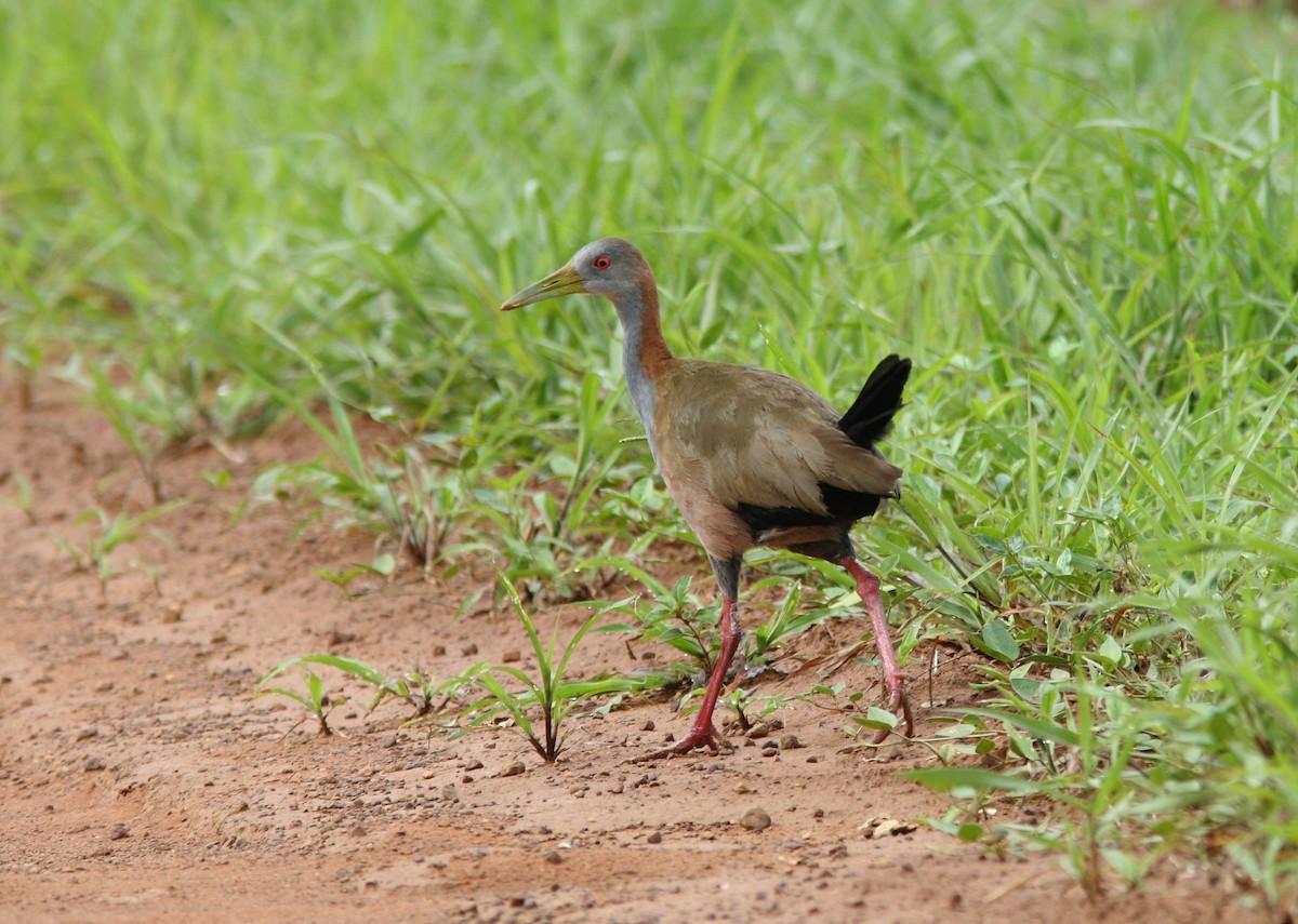 Giant Wood-Rail - ML393575391