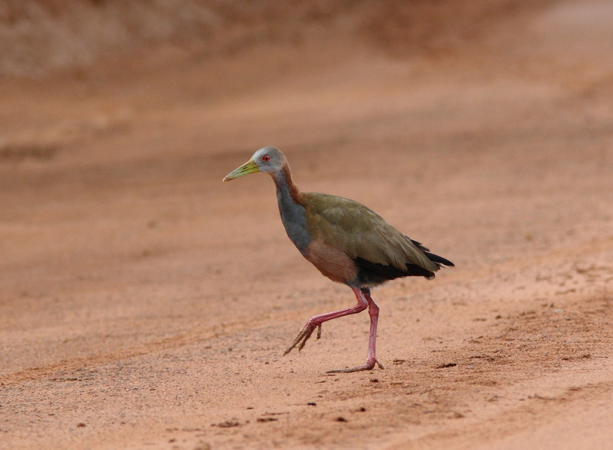 Giant Wood-Rail - ML393575431