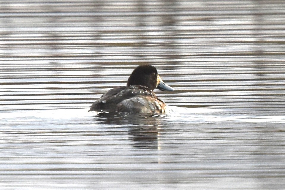 Greater Scaup - Blair Whyte