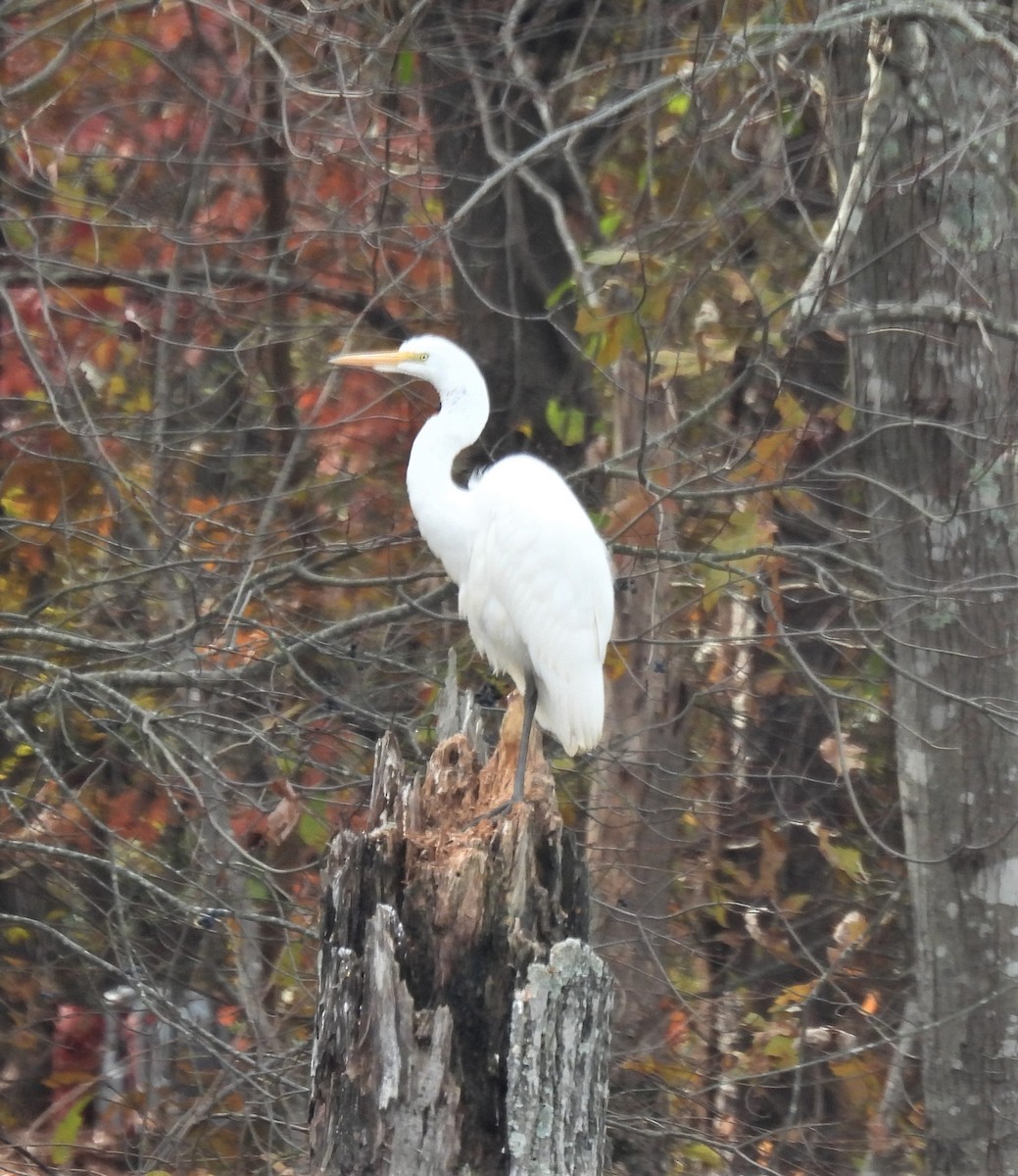 Great Egret - ML393579061