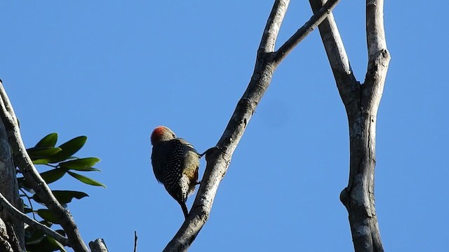Yucatan Woodpecker - ML393581631