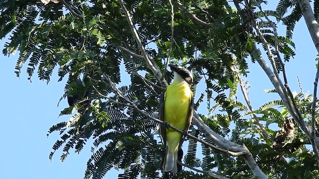 Boat-billed Flycatcher - ML393581721