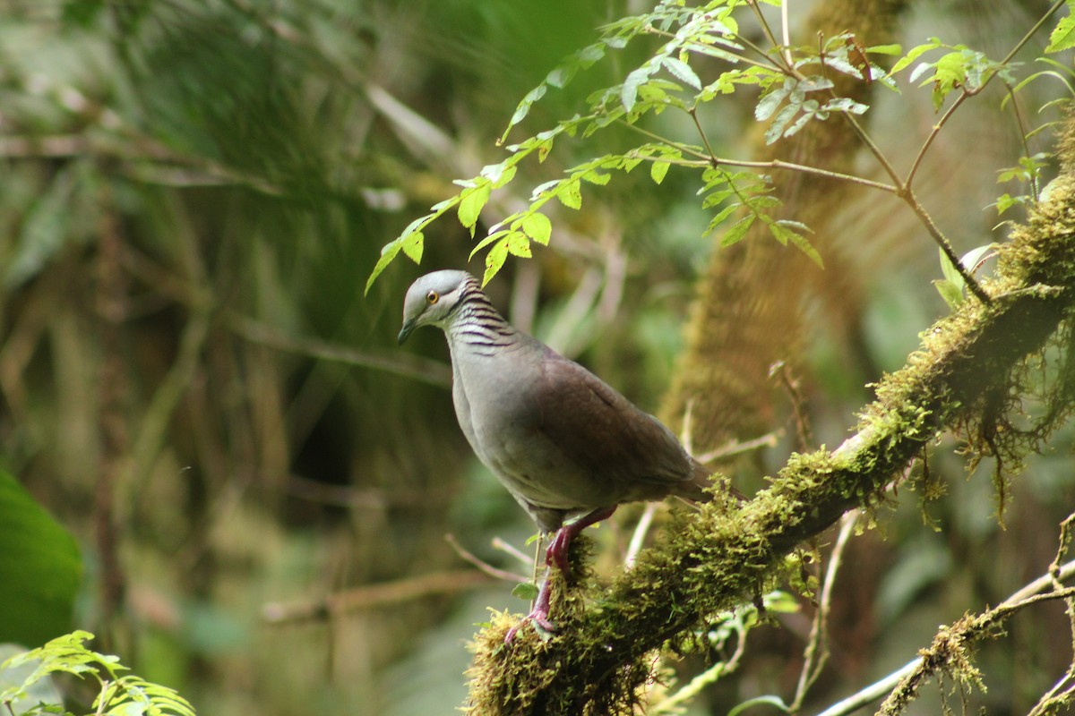 White-throated Quail-Dove - ML393581931