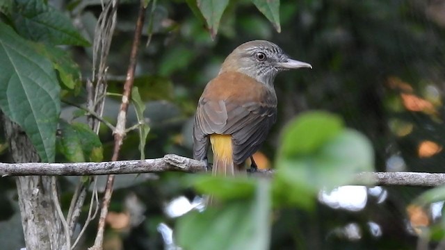 Bright-rumped Attila - ML393582171