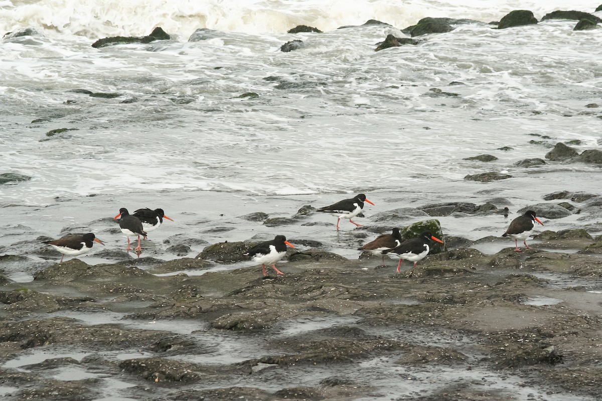 Eurasian Oystercatcher - ML393582271