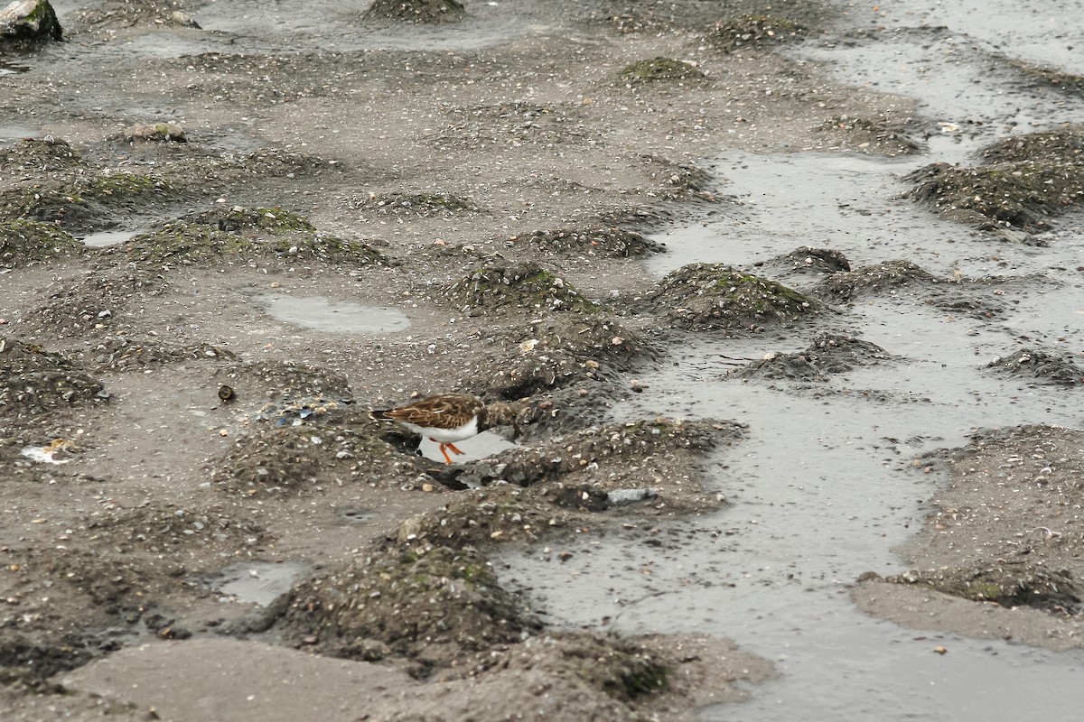 Ruddy Turnstone - Joshua Watson