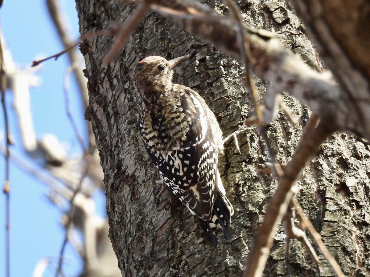 Yellow-bellied Sapsucker - ML393584041