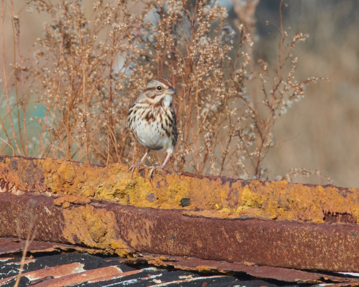 Song Sparrow - ML393584251