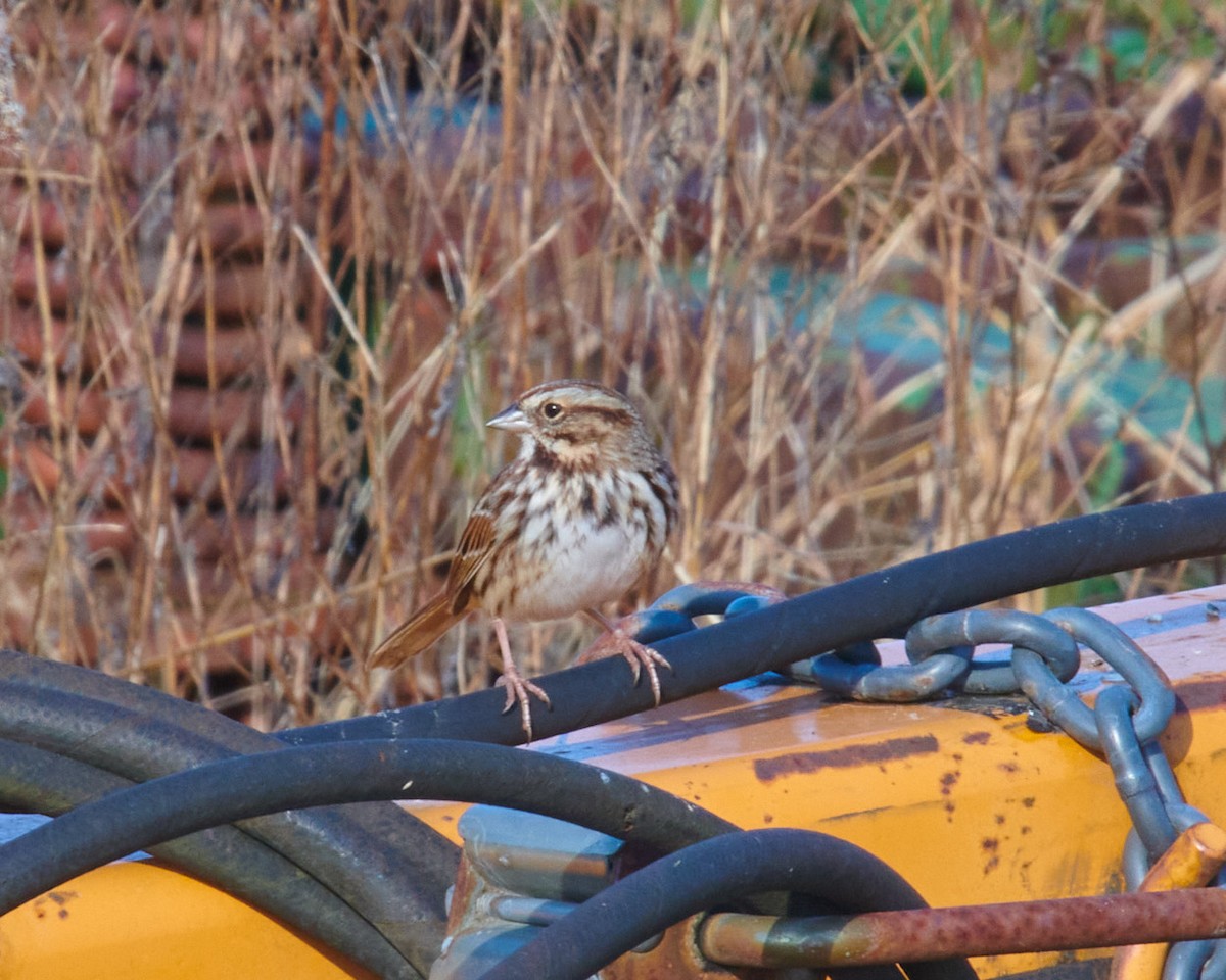 Song Sparrow - ML393584261