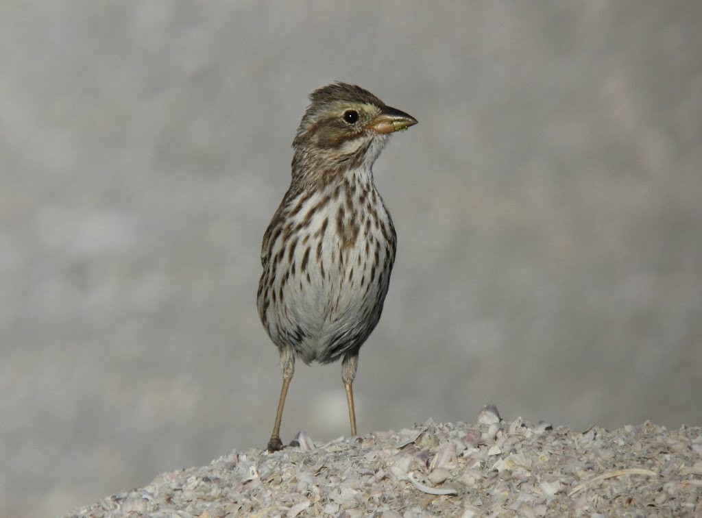 Chingolo Sabanero (rostratus/atratus) - ML393584971