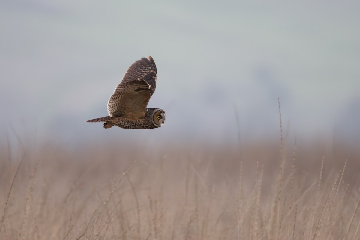 Long-eared Owl - ML393585071