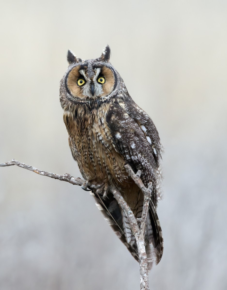 Long-eared Owl - ML393585081