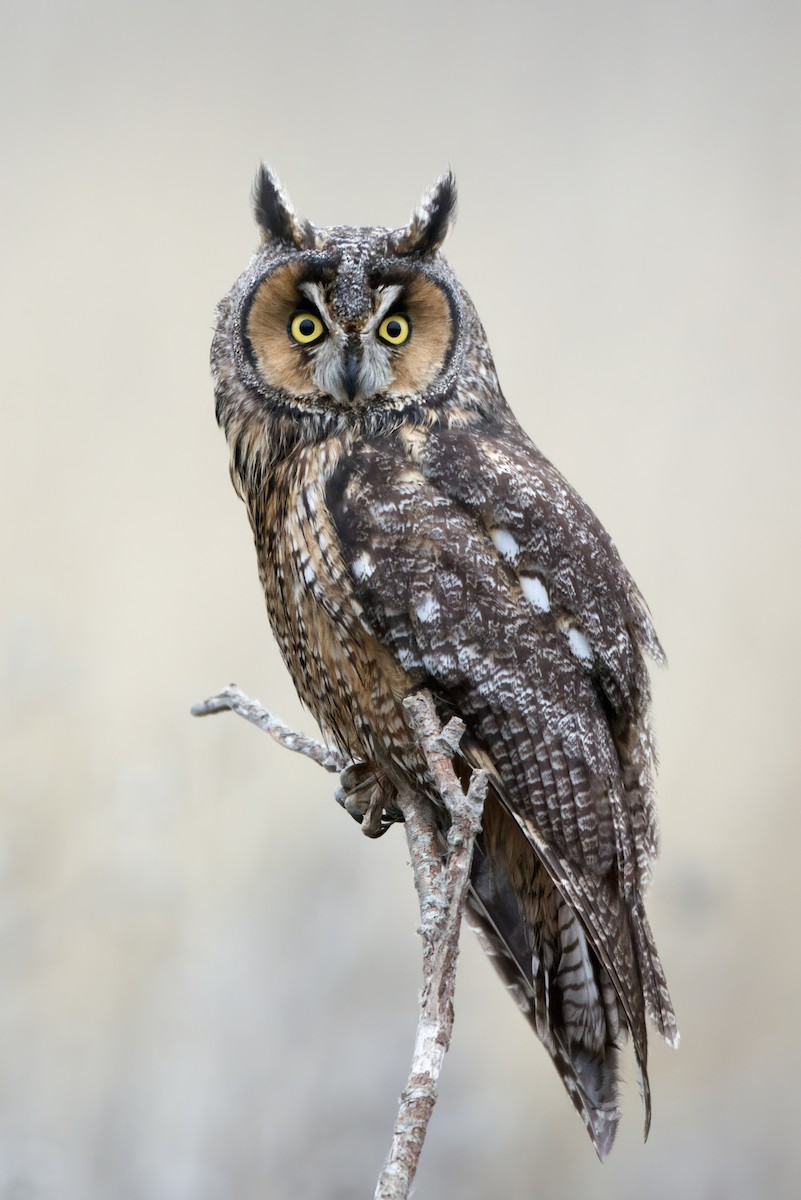 Long-eared Owl - ML393585121